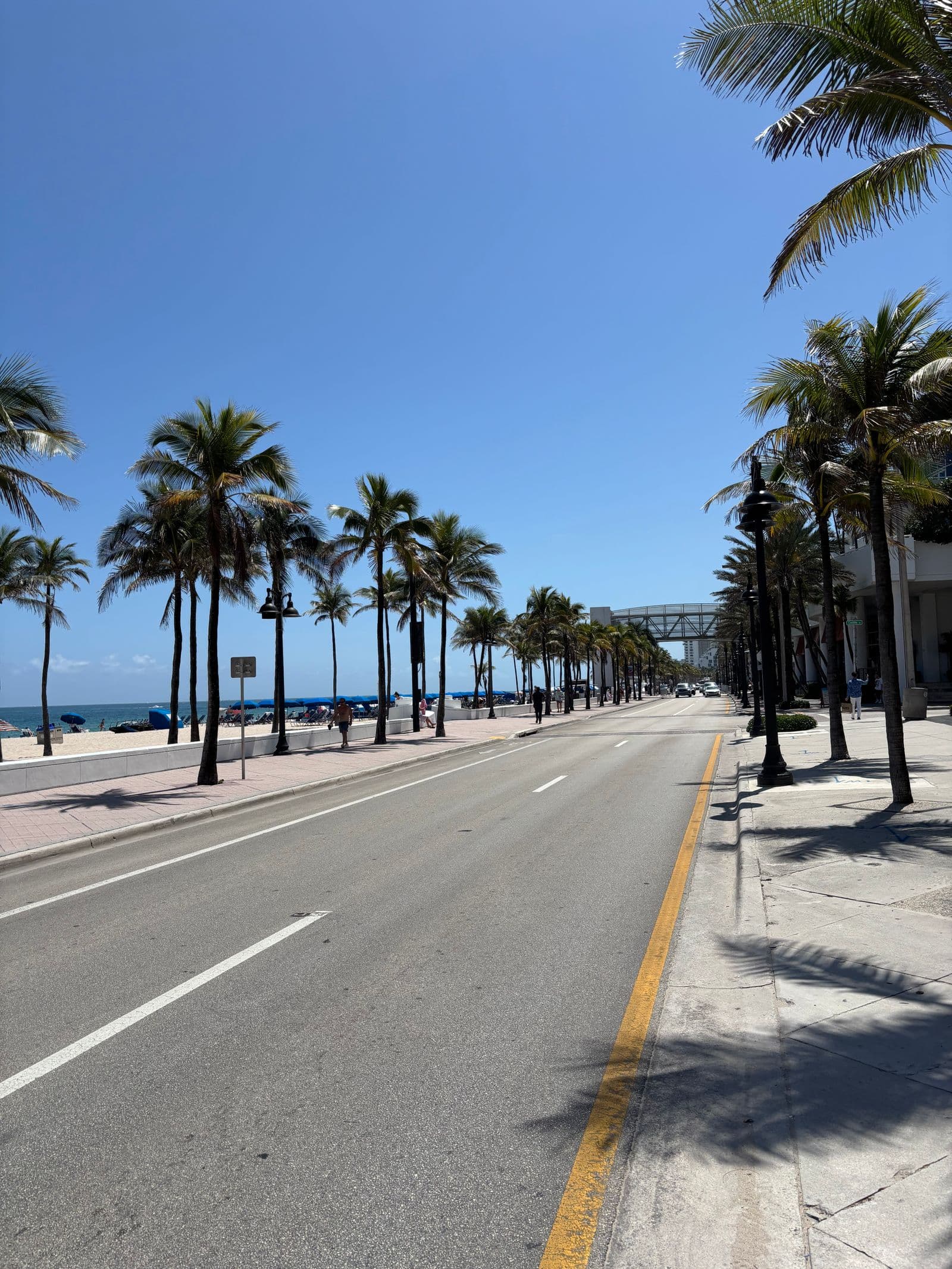 A Florida coastal road lined with palm trees